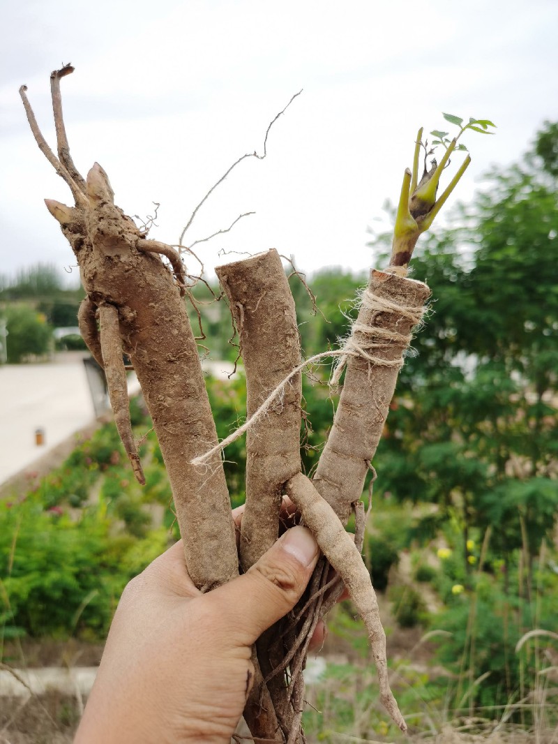 刚嫁接的一年嫁接牡丹苗