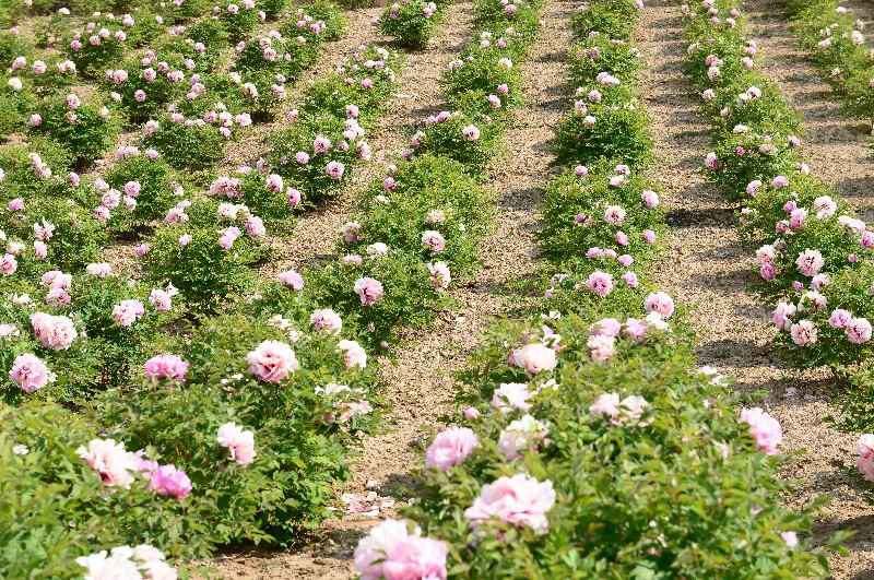 中川牡丹种植基地