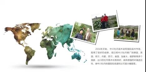 树牡丹（紫斑牡丹）传奇