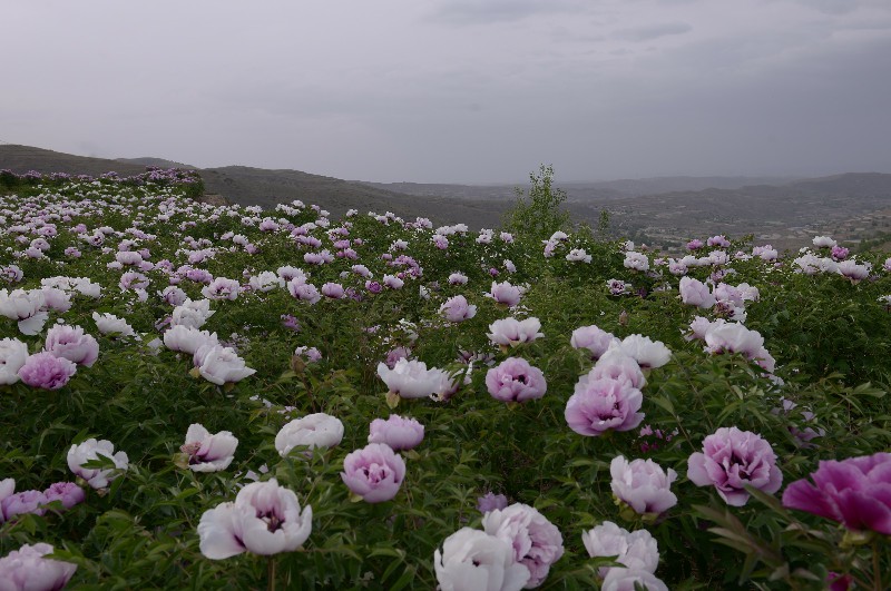 中川牡丹种植基地