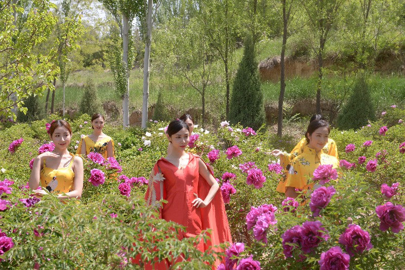 中川牡丹国际旅游节会