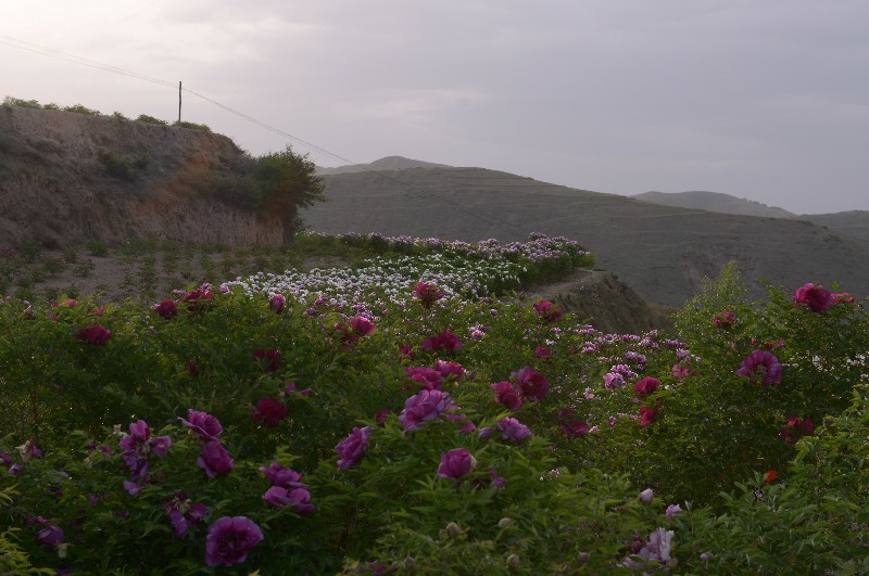 中川牡丹种植基地