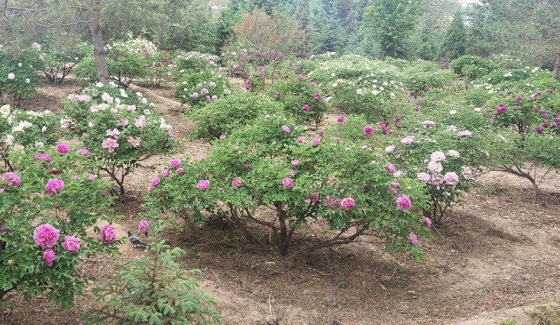 中川牡丹种植基地