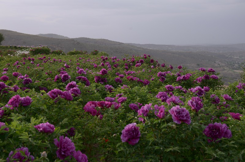 紫斑牡丹种植基地